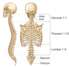 - Cervical (7)
- Thoracic (12)
- Lumbar (5)
- Sacrum (5)
- Coccyx (3-4)