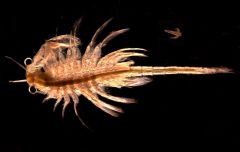 Tipas Arthropoda
Potipis Crustacea
Klasė Branchiopoda
Būrys Anostraca

*antena, galva, krūtinė, pilvelis
-kojomis: juda, kvėpuoja&maitinasi
-antenos skiriasi dėl druskingumo
-kūnas segmentuotas - visas nariuotas