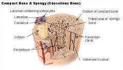 Normal type of adult mammalian bone (cancellous or compact)


 


Note - Compact (cortical) and cancellous (trabecular) are gross descriptive terms; Woven (disorganized fetal bone) and lamellar are histological descriptors


 


"Lamella...