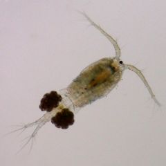 Tipas Arthropoda
Potipis Crustacea
Klasė Maxillopoda
Būrys Copepoda
*antena, antenulė, galvakrūtinė, pilvelis, peryklinė kamera

galva su krūtine suaugę