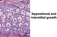 Appositional (bone and cartilage) - 


 


Growth by forming new layers on the surface of pre-existing layers


 


Process of increasing in thickness rather than length


 


 


Interstitial (cartilage only) -


 


gr...
