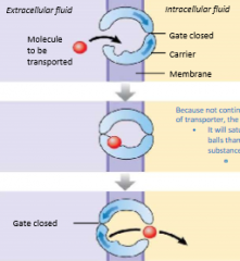 Process of diffusion where molecules diffuse across membrane with the assistance of carrier proteins


Movement of substrate down its concentration gradient


Energy comes from the concentration gradient of the solute


Passive


Because not conti...