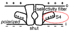 Voltage sensing mechanism. The 4th transmembrane domain of the protein.


Are positively charged


Stick out the side of the protein 


Natural position of the S4 is up towards outer surface of the cell membrane but when membrane is polarized, pos...