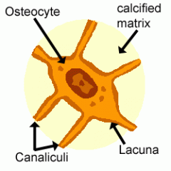 A branched cell embedded in the matrix of bone tissue.


 


Can live as long as the organism itself, do not divide 


 


Derived from osteoblasts: when osteoblasts become trapped in the matrix that they secrete, they become o...