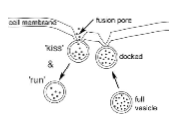 Kiss and Run


The secretory vesicles dock and fuse with the plasma membrane at specific locations called 'fusion pores'


Happens in a transient matter


Vesicle can connect and disconnect several times before contents are emptied


Generally, on...