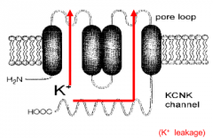 There are 2 pores within the structure through which only K ions can pass


There will be K+ leakage at all times