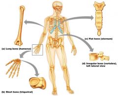 Long BonesLong bones are some of the longest bones in the body, such as the Femur, Humerus and Tibia but are also some of the smallest including the Metacarpals, Metatarsals and Phalanges. The classification of a long bone includes having a body w...