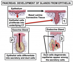 Exocrine
and endocrine glands  

-exocrine
glands in the pancreas

 -endocrine glands are not associated with ducts

-endocrine
portion of the pancreas are the Islets of
langerhans





