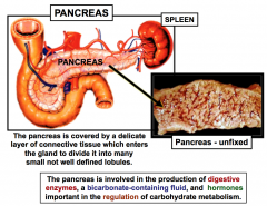 Pancreas is covered
by CT which enters the gland to divide it into lobules

1. digestive enzymes

2. bicarbonate-containing fluid
which neutralizes the acidic chyme from the stomach

3. hormones for the regulation of carbohydrate metabolism