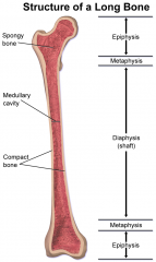 Have a body longer than it is wide


 


Growth plates (epiphysis) at either end, having a hard outer surface of compact bone and a spongy inner known an cancellous bone containing bone marrow.


 


Both ends of the bone are covered in ...