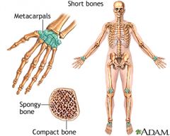 Approximately as wide as they are long


 


Have a primary function of providing support and stability, little movement.


 


Consist of only a thin layer of compact, hard bone with cancellous bone on the inside along with relatively l...