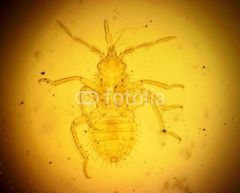 Tipas Arthropoda
Potipis Hexapoda
Klasė Insecta
Skyrius Hemimetabola
Būrys Hemiptera

turi straubliuką. GYVENA NE PATALUOSE
Burnos aparatas: mandibulae, maksillae, labium ('lovelis' iš 3-4 narelių)