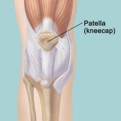Short or irregular bones, imbedded in a tendon.

 


Sesamoid bones are usually present in a tendon where it passes over a joint which serves to protect the tendon.


 


Ex. Patella (knee cap) which sits within the Patella or Quadriceps ...