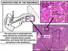 Pancreas has Islets of Langerhans = Endocrine pancreas