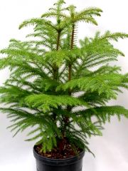 Araucaria 


heterophylla


 


Norfolk Island Pine