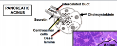 Exocrine cells are regulated by cholecystokinin

Centroacinar cells are regulated by secretin