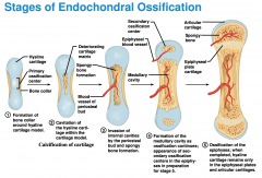 Uses hyaline cartilage “bones” as models for bone construction


 


Most bones


 


Requires breakdown of hyaline cartilage prior to ossification & formation begins at the primary ossification center 


 


 


The perich...