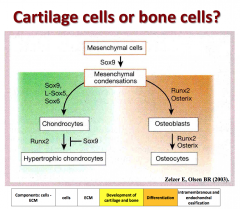 Determination of Bone and Cartilage