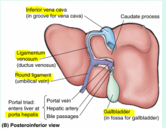 venosum ligament, round ligament, porta hepatis, IVC, gall bladder. 