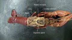 Crayfish
Domain: Eukarya
Kingdom: Animalia
Phylum: Arthropoda
Subphylum: Crustacea