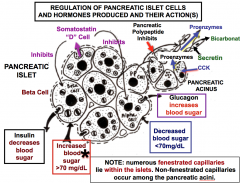Numerous fenestrated capillaries

 lie within the islets

Non-fenestrated capillaries 

occur
among the pancreatic acini