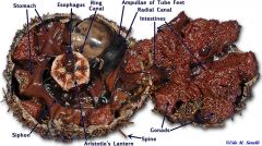 Sea Urchin
Domain: Eukarya
Kingdom: Animalia
Phylum: Echinodermata
Class: Echinoidea