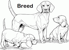b. r. e. e. d. breed. bred. bred.