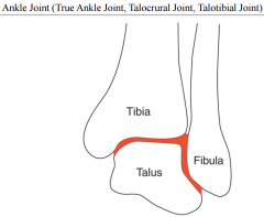 "true ankle joint"/talocrural/talotibial

formed by the articulation of the distal end & medial malleolus of the tibia & the lateral malleolus of fibular with the talus
uniaxial joint that is triplanar (motion around an obliquely oriented axis tha...