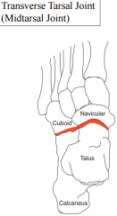 formed by the articulation of the talus & calcaneus with the navicular & cuboid