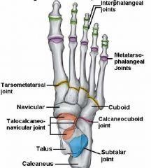 any of the three joints between the tarsal & metatarsal bones
medial joint: between the 1st cuneiform & 1st metatarsal
intermediate joint: between the 2nd & 3rd cuneiforms & corresponding metatarsals
lateral joint: between the cuboid and 4th & 5th...