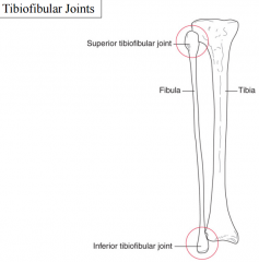 formed by the articulation of the head of the fibula with the posterior lateral tibia

a small gliding motion occurs here