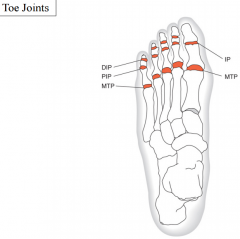 metatarsophalangeal (MTP) joints
interphalangeal (IP) joint [great toe]  

proximal interphalangeal (PIP) joints [toes 2-5]
distal interphalangeal (DIP) joint [toes 2-5]