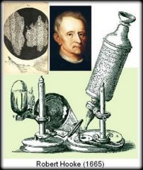 Robert Hooke