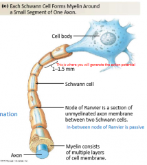 Small gaps left between adjacent glial cells on the axon.

They are a section of unmyelinated axon membrane between Schwann/glial cells.

It is passive