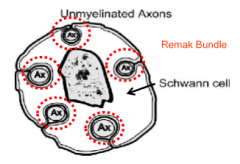 Yes

The schwann cells and oligodendrocyte engulf the axon (5-30 axons) without winding to create a "Remak Bundle"