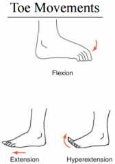 have 1 degree of freedom:
flexion & extension occur in the sagittal plane