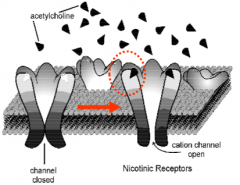 Acetylcholine and nicotine

Allows passage of cations in a fast process where it binds and opens