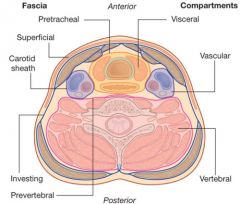 Superficial cervical fascia

Superficial layer of deep cervical fascia (investing fascia)
Middle layer of deep cervical fascia (visceral fascia)
Deep layer of deep cervical fascia (prevertebral fascia)
