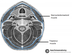 AKA Investing layer

- Trapezius, SCM, strap muscles
- Submandibular and parotid glands ***
- Muscles of mastication: masseter, pterygoids, and temporalis
