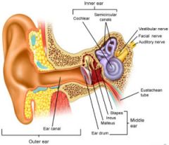 External and middle and Internal ear. 

Eustachian tube - where air enters the typanic membrane. Permitting the equalization of pressure on each side of the eardrum.

