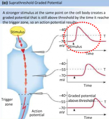 This
positive deflection is not an action potential because there are very few
voltage gated channels but rather this is a graded potential as the sodium is
still coming in making more positive