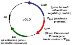 What are the parts and functions on this plasmid map of pGLO?
