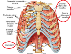 Span 1 rib. go "down and in"
Nerve: intercostal nerve
action: elevate ribs for inspiration