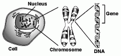 Cell
Nucleus
Chromosome
DNA
Gene