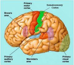 Primary cortical areas