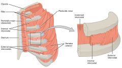 deepest part of muscles sandwiching the intercostal vessels (external/internal intercostals are the superficial "bread")
nerve: intercostal n.
action: depresses ribs for forced expiration
 