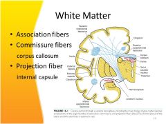 What is the brain made of?
 
2. white matter