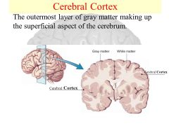 Cerebral cortex