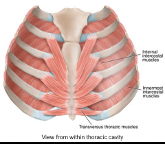 
Nerve: intercostal nerve

action: depresses costal cartilage

origin: costal cartilage of last few true ribs, body of sternum

insertion: ribs/costal cartilage 2-6

goes "up and out"