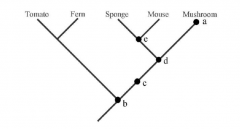 Which of the five dots in the tree above corresponds tothe most recent common ancestor of a mushroom and asponge?